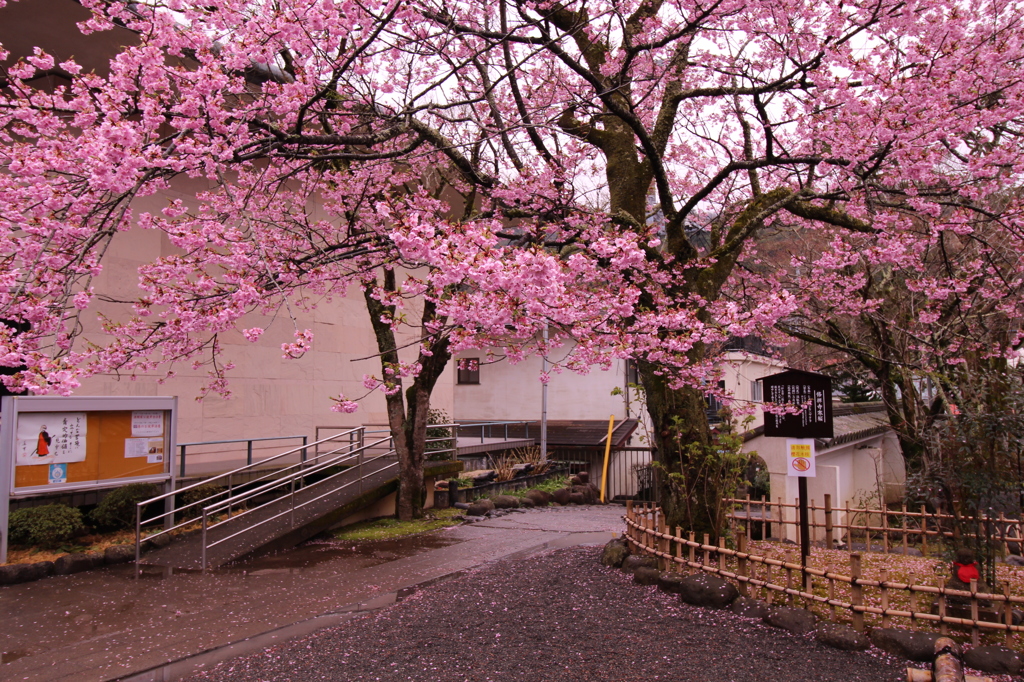 修善寺（修禅寺）寒桜