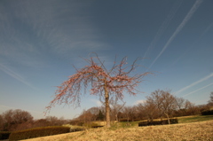 weeping cherry tree