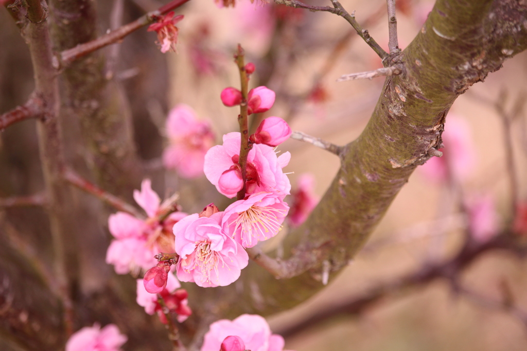 梅の花