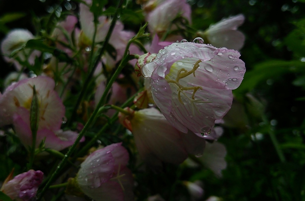 雨の日の花