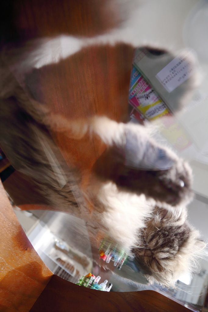 猫のぞき！！