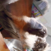 猫のぞき！！