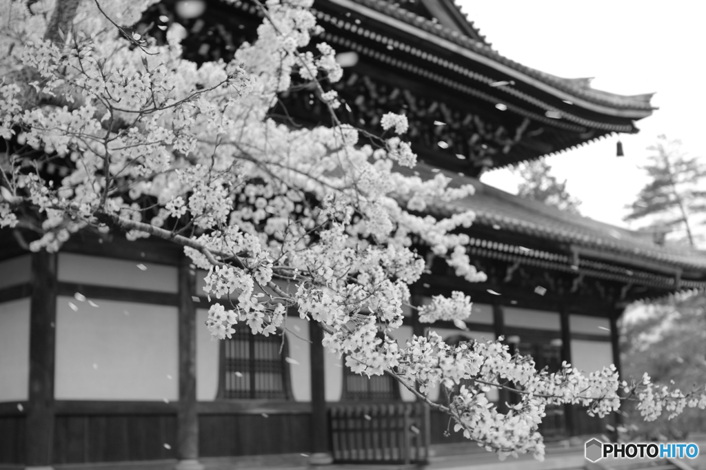 桜吹雪