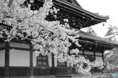桜吹雪