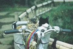 おさんぽにでかけます