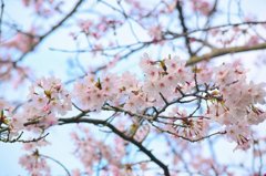 花見