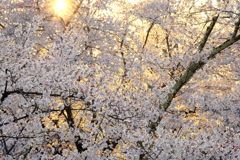 夕日と桜