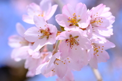 青空の桜