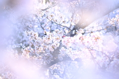 白い桜