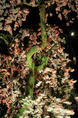 垂れ桜と月