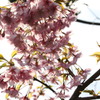 光と桜