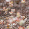春の色