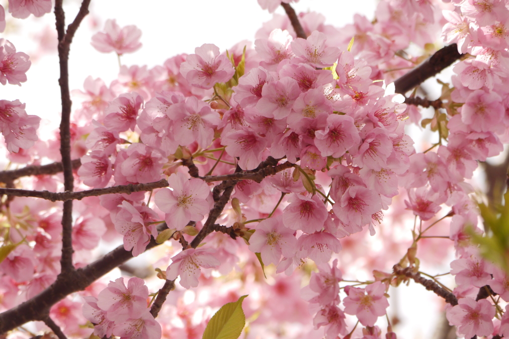 あまく香る桜
