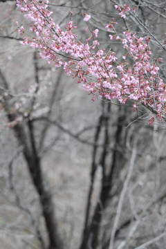 コヒガン桜