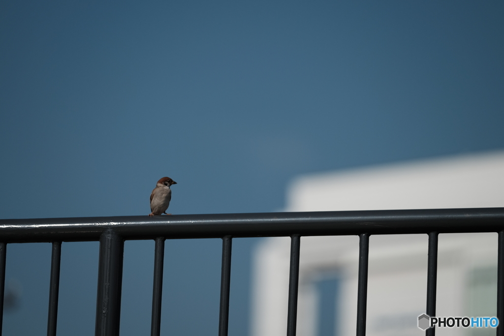 みなとみらい散歩②