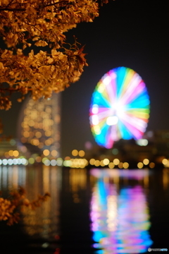 みなとみらいの夜桜①