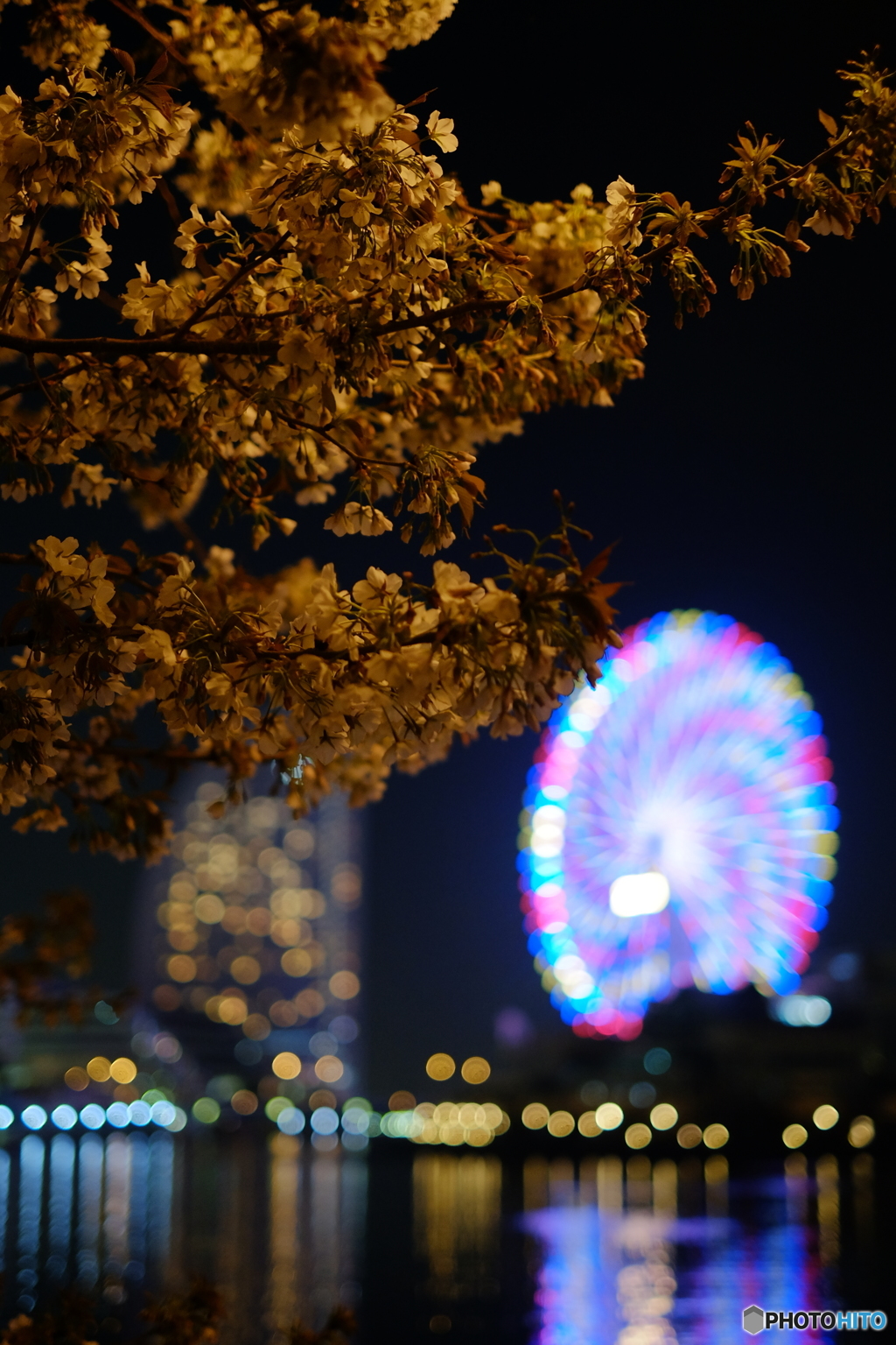 みなとみらいの夜桜②