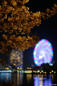 みなとみらいの夜桜②