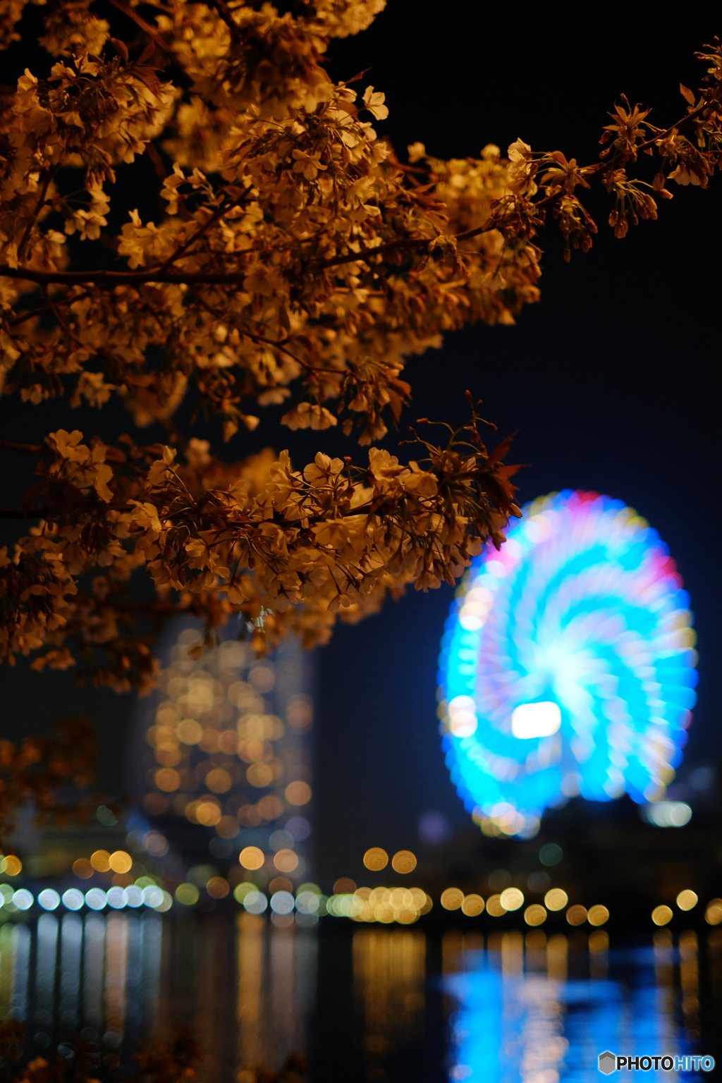  みなとみらいの夜桜③