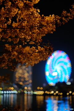  みなとみらいの夜桜③