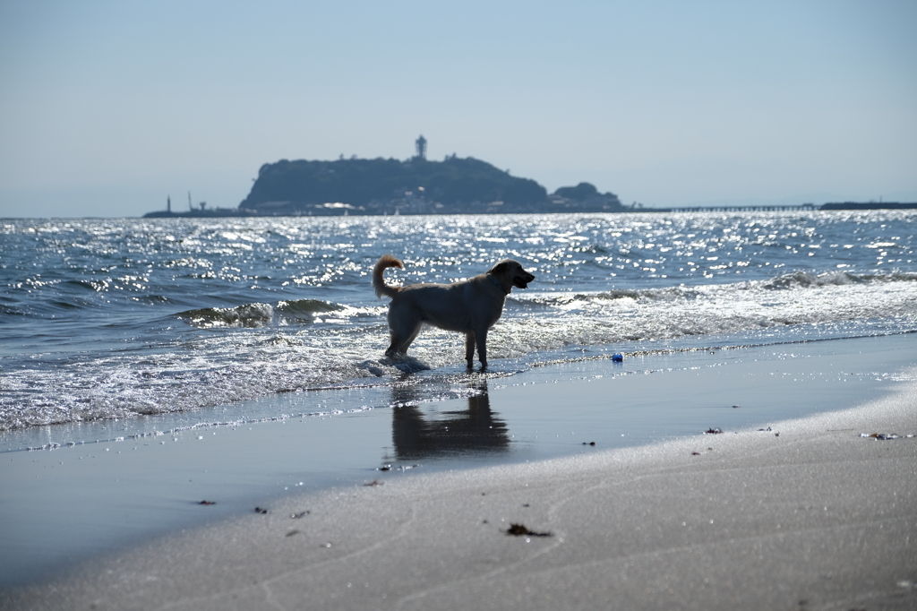 七里ヶ浜①