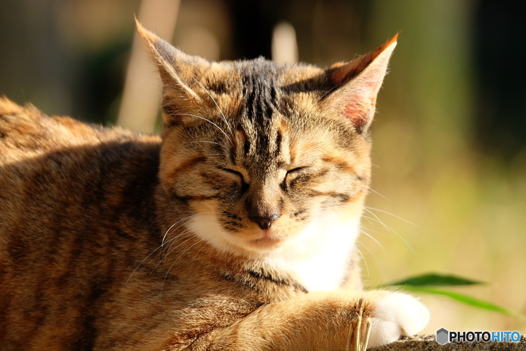 吾輩は眠たいのである
