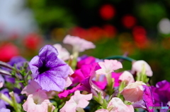 江の島の花