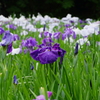 明月院の紫陽花③