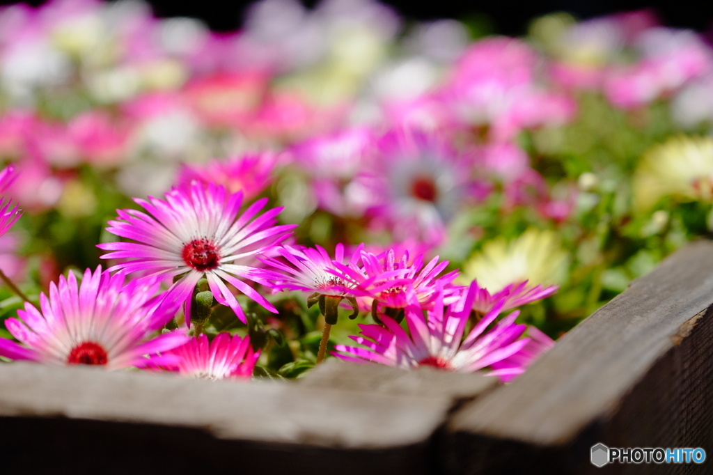 江の島の花　その弐