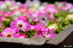 江の島の花　その弐