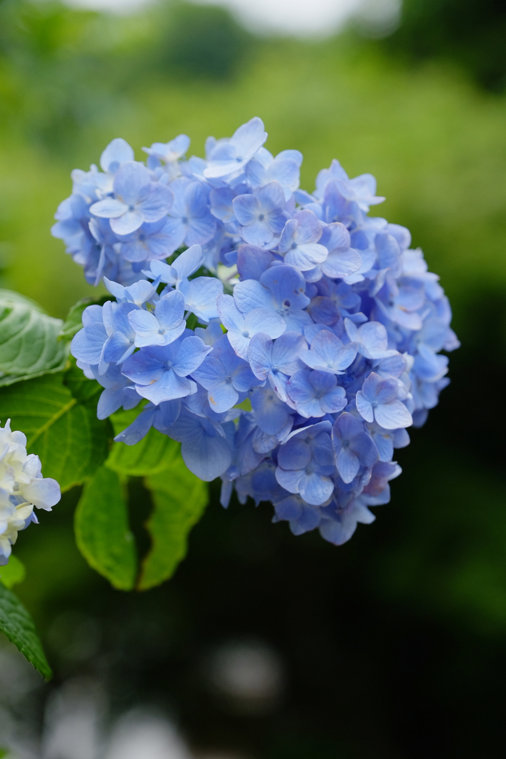 明月院の紫陽花