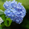 明月院の紫陽花