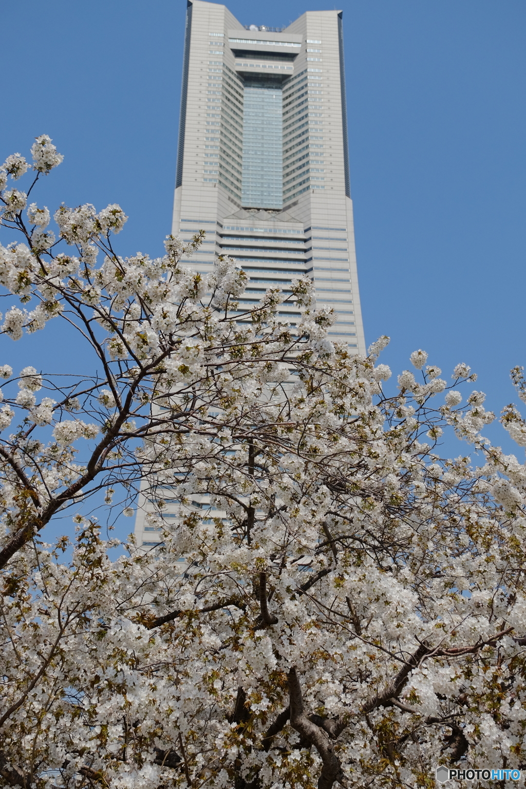 みなとみらい桜④