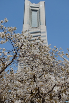みなとみらい桜④