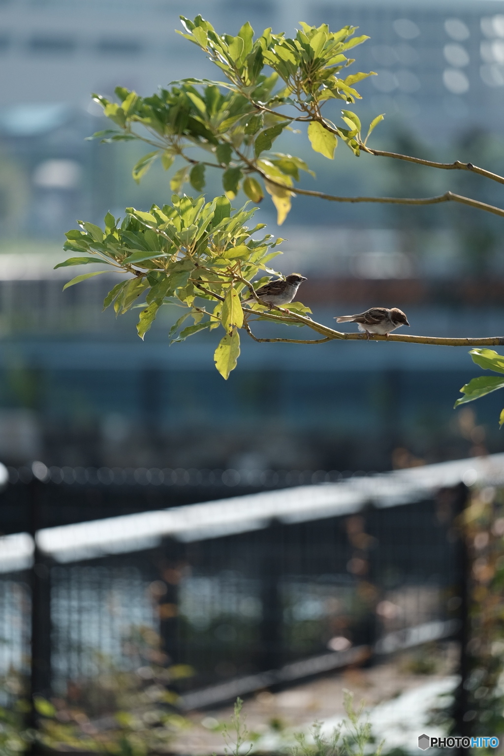 みなとみらい散歩①