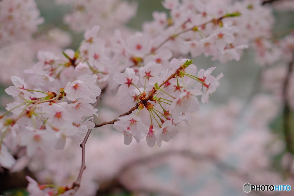 大岡川桜①