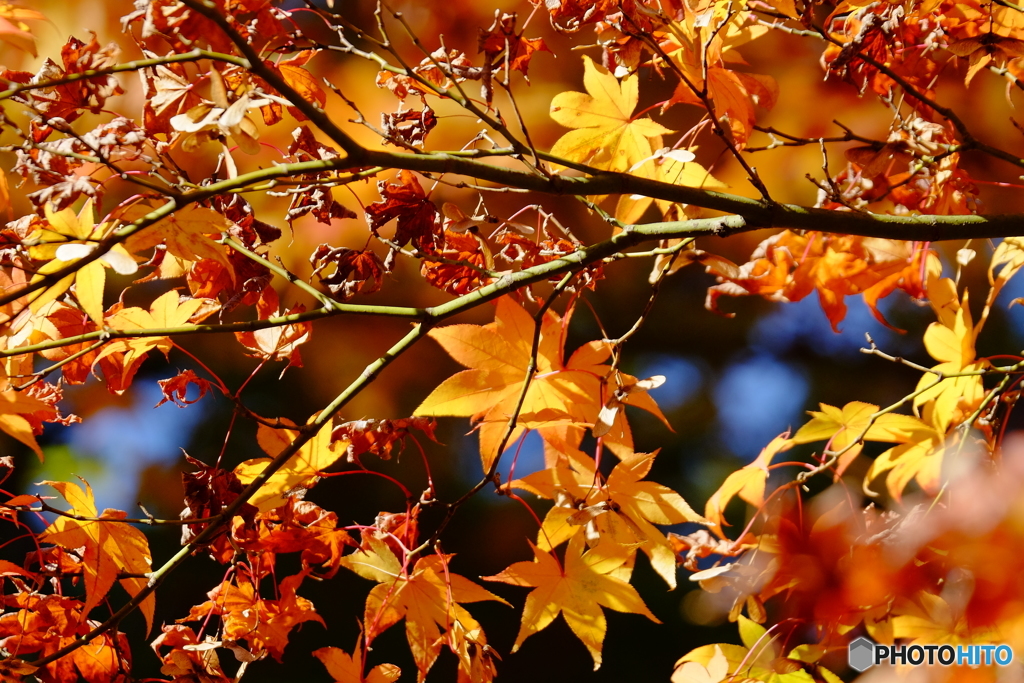 横浜紅葉②
