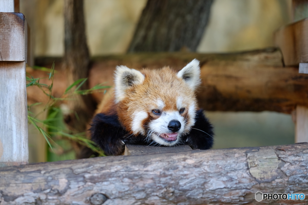 野毛山動物園②