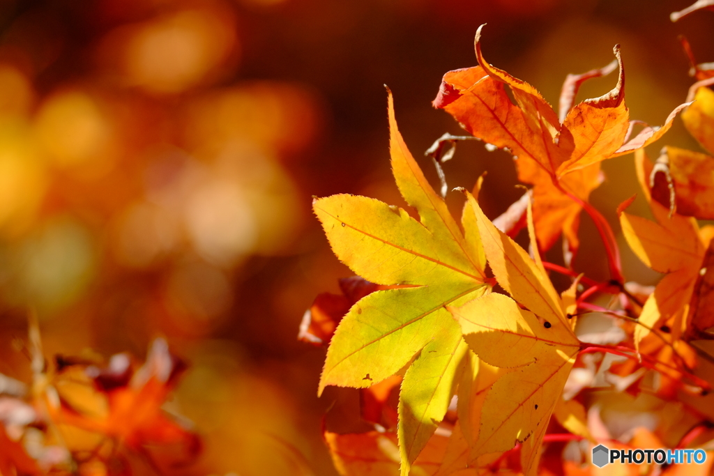 横浜紅葉③