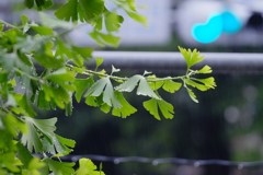 雨の休日の朝