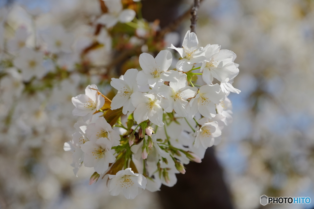 みなとみらい桜①