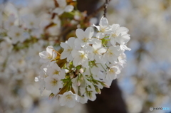 みなとみらい桜①
