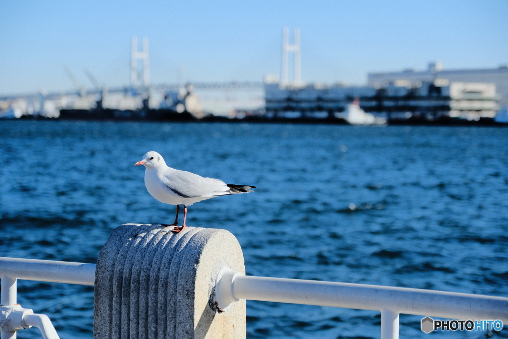 横浜散歩④
