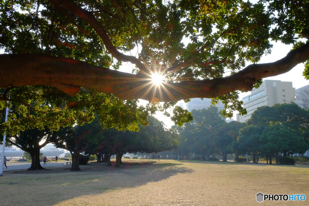 山下公園の光条