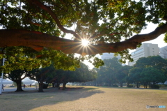 山下公園の光条