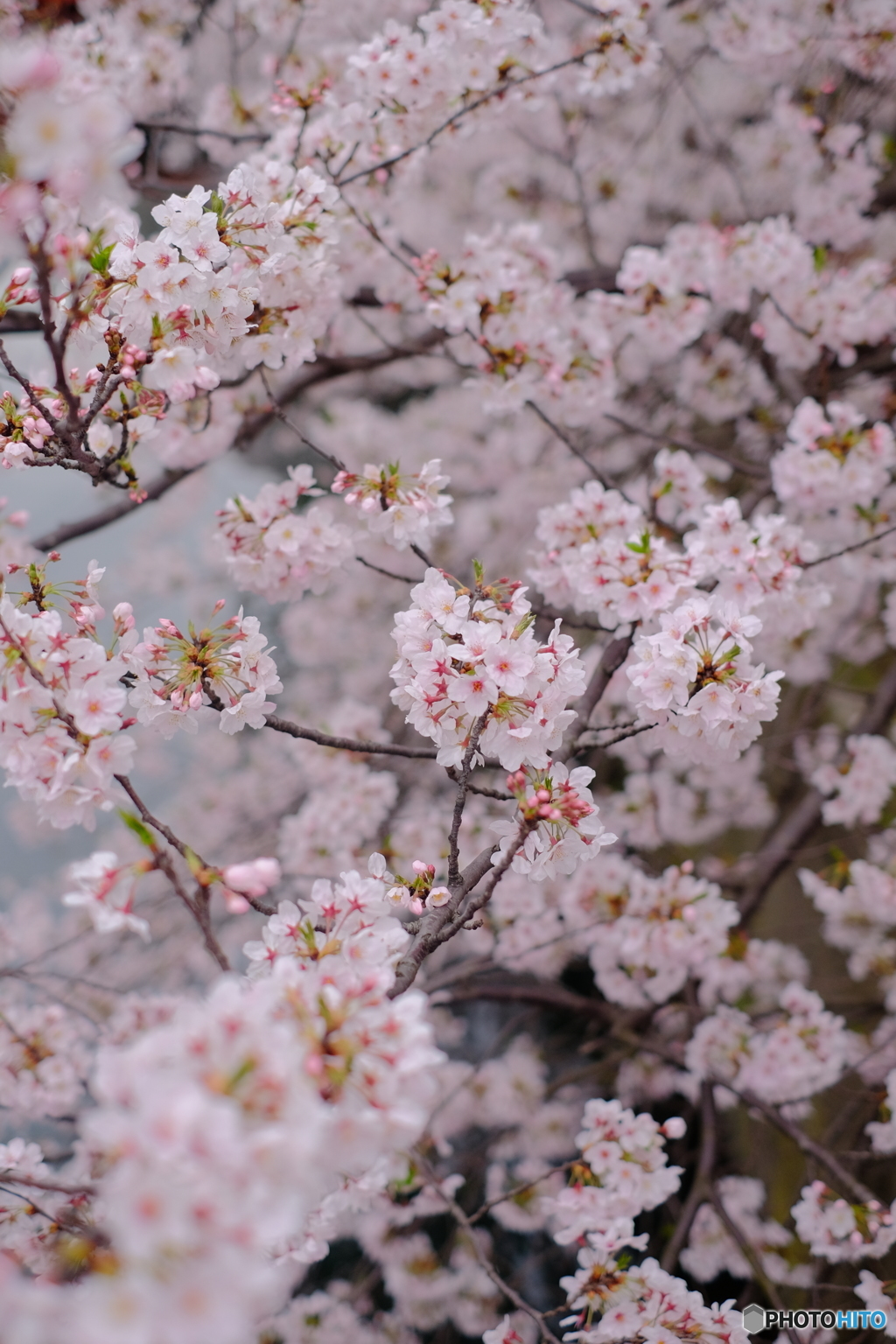 大岡川桜②