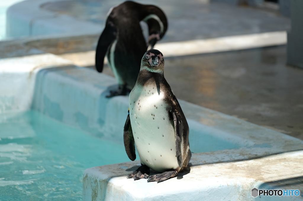 野毛山動物園⑤