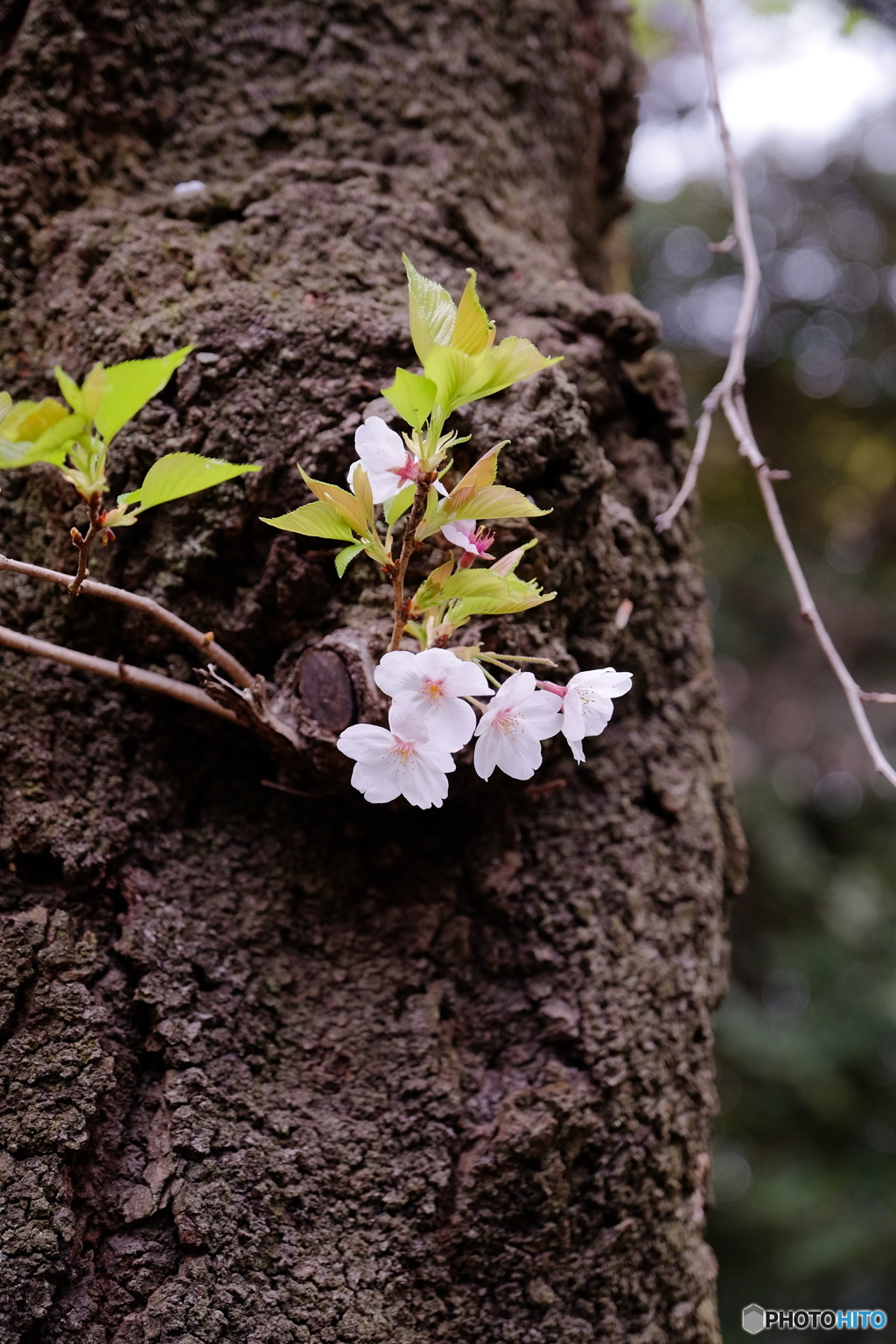 桜④