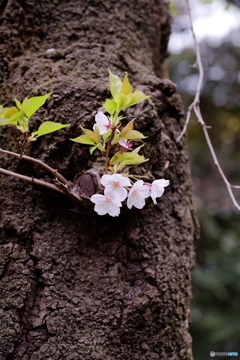 桜④