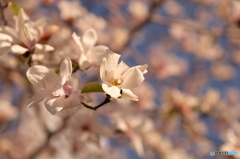 桜木町の桜